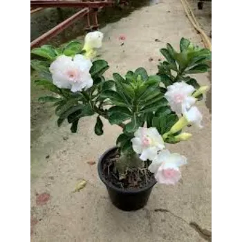 White Adenium Plant